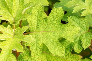 Hydrangea quercifolia 'Ruby Slippers' busk 30-40 cm