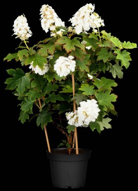 Hydrangea quercifolia 'Ruby Slippers' busk 60-80 cm