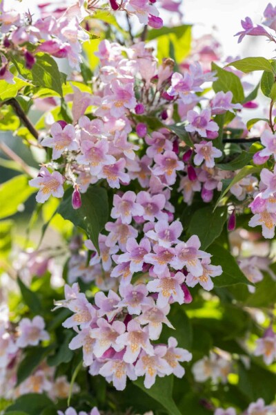 Kolkwitzia amabilis busk 30-40 cm