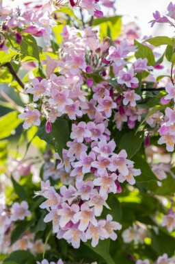 Intet billede tilgængeligt