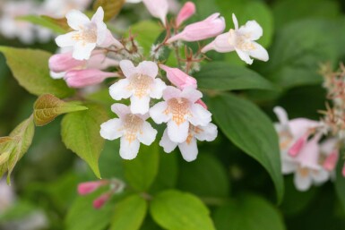 Kolkwitzia amabilis busk 30-40 cm