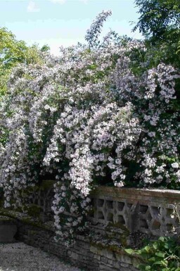 Kolkwitzia amabilis busk 30-40 cm