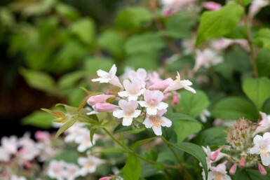 Kolkwitzia amabilis busk 80-100 cm