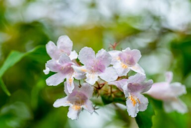 Kolkwitzia amabilis busk 150-175 cm