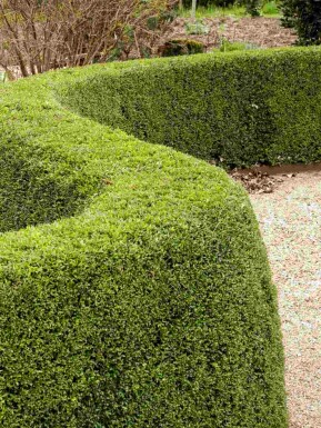 Lonicera nitida 'Elegant' busk 30-40 cm