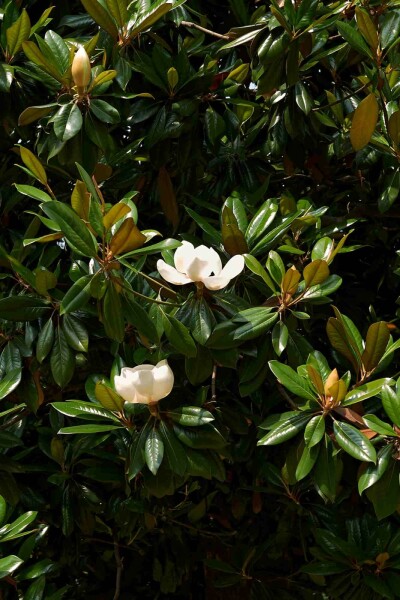 Magnolia grandiflora busk 40-60 cm