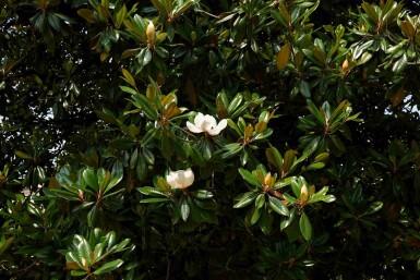 Magnolia grandiflora busk 80-100 cm