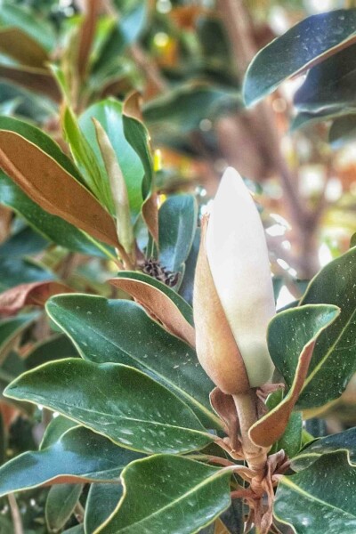 Magnolia grandiflora 'Little Gem' busk 100-125 cm