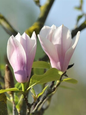 Magnolia 'Heaven Scent' busk 125-150 cm