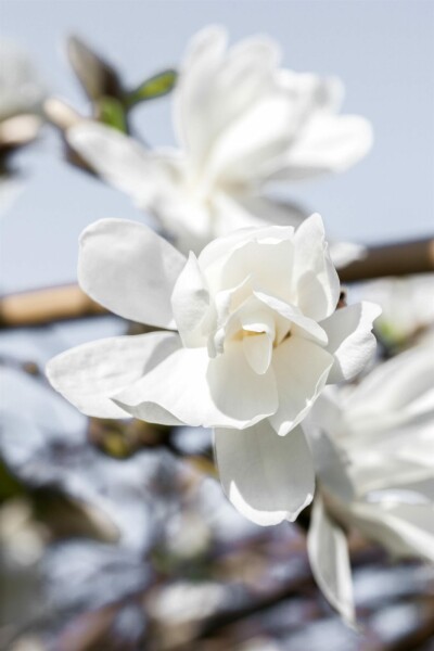 Magnolia loebneri 'Merrill' busk 80-100 cm