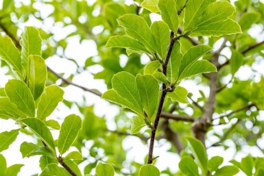 Magnolia loebneri 'Merrill' busk 125-150 cm
