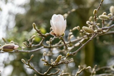 Magnolia loebneri 'Merrill' busk 125-150 cm