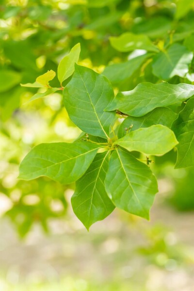 Nyssa sylvatica busk 80-100 cm