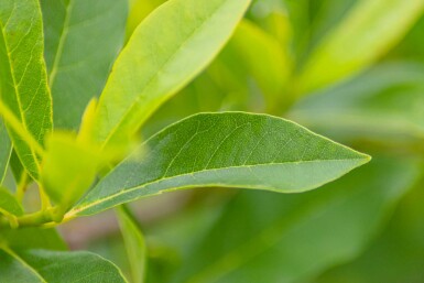 Nyssa sylvatica busk 80-100 cm