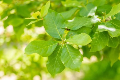 Nyssa sylvatica busk 80-100 cm