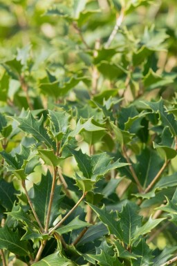 Intet billede tilgængeligt