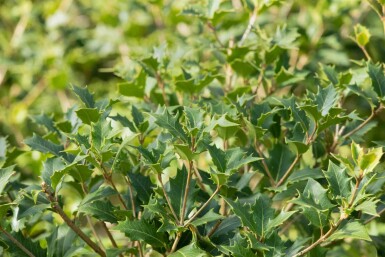 Osmanthus heterophyllus busk 80-100 cm