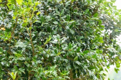 Osmanthus heterophyllus busk 80-100 cm