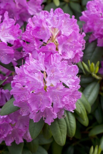 Rhododendron catawbiense 'Boursault' busk 40-50 cm