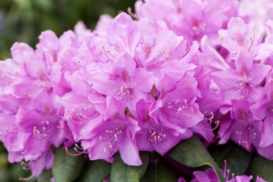 Rhododendron catawbiense 'Boursault' busk 40-50 cm