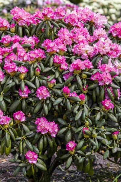 Rhododendron 'Germania' busk 60-70 cm
