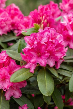 Rhododendron 'Germania' busk 60-70 cm