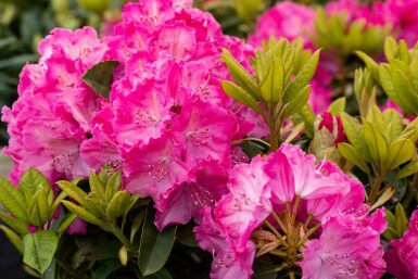 Rhododendron 'Germania' busk 60-70 cm