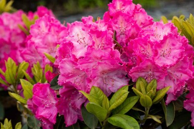 Rhododendron 'Germania' busk 60-70 cm