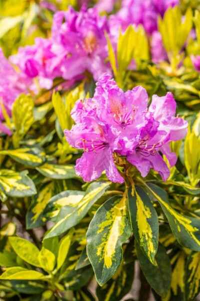 Rhododendron 'Goldflimmer' busk 30-40 cm