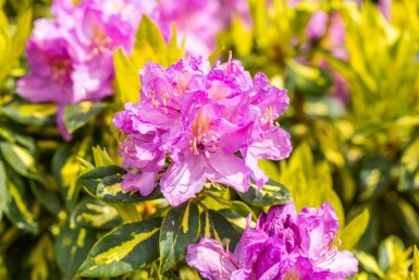 Rhododendron 'Goldflimmer' busk 30-40 cm