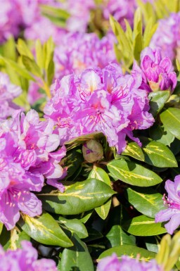 Rhododendron 'Goldflimmer' busk 30-40 cm