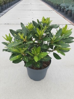 Rhododendron 'Goldflimmer' busk 30-40 cm