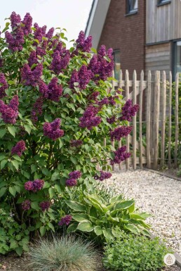 Syringa vulgaris 'Andenken an Ludwig Spath' busk 30-40 cm