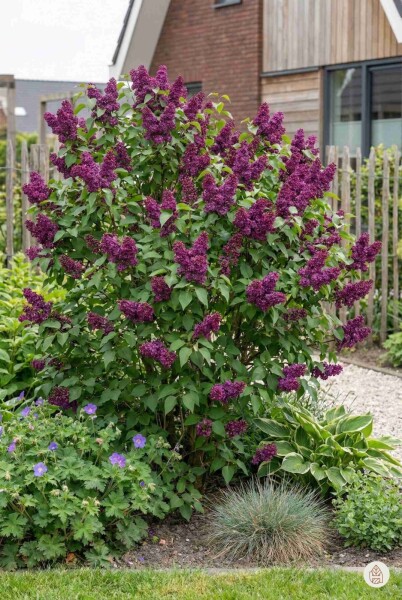 Syringa vulgaris 'Andenken an Ludwig Spath' busk 50-60 cm