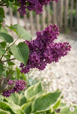 Syringa vulgaris 'Andenken an Ludwig Spath' busk 100-125 cm