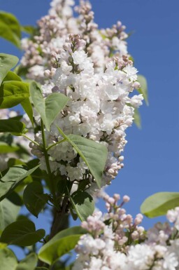 Syringa vulgaris 'Beauty of Moscow' busk 60-80 cm