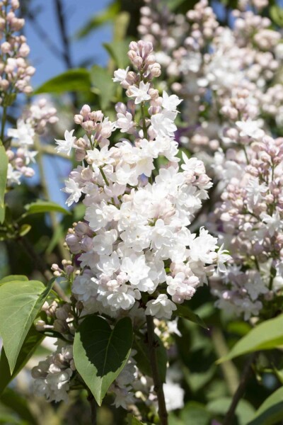 Syringa vulgaris 'Beauty of Moscow' busk 50-60 cm