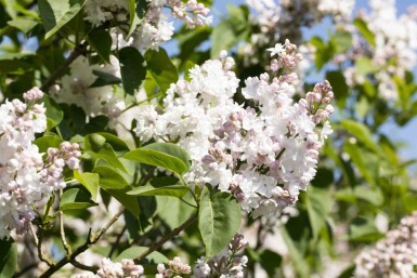 Syringa vulgaris 'Beauty of Moscow' busk 80-100 cm