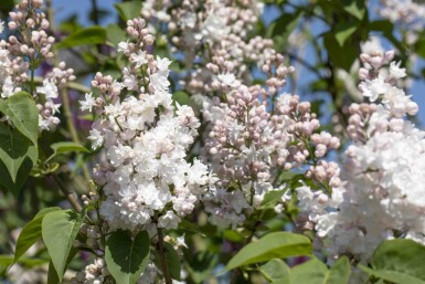 Syringa vulgaris 'Beauty of Moscow' busk 80-100 cm