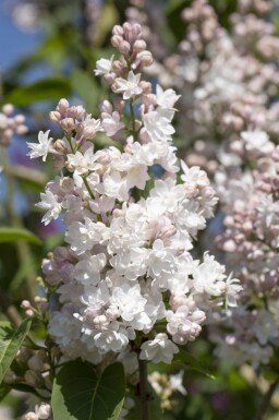 Syringa vulgaris 'Beauty of Moscow' busk 125-150 cm