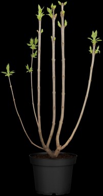 Syringa vulgaris 'Beauty of Moscow' busk 125-150 cm