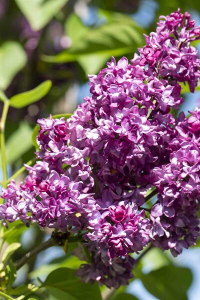 Syringa vulgaris 'Charles Joly' busk 60-80 cm