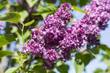 Syringa vulgaris 'Charles Joly' busk 60-80 cm