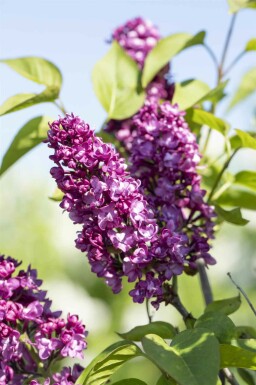 Syringa vulgaris 'Charles Joly' busk 60-80 cm