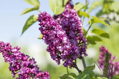 Syringa vulgaris 'Charles Joly' busk 100-125 cm