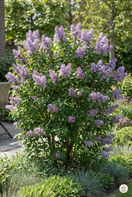 Syringa vulgaris 'Michel Buchner' busk 80-100 cm