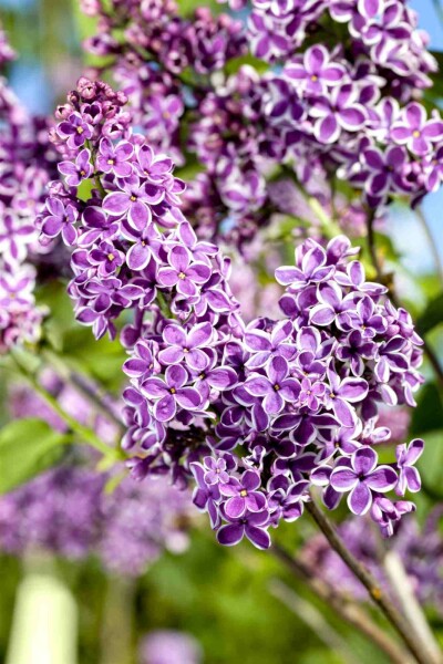 Syringa vulgaris 'Sensation' busk 60-80 cm