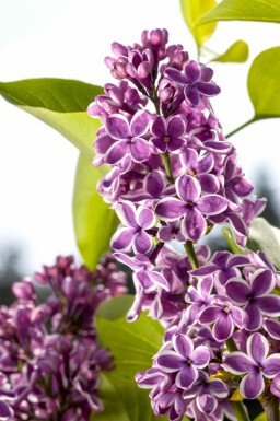 Syringa vulgaris 'Sensation' busk 125-150 cm