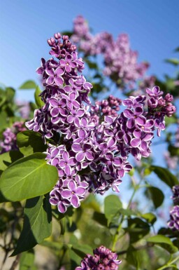 Syringa vulgaris 'Sensation' busk 125-150 cm