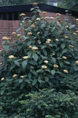 Viburnum rhytidophyllum busk 60-80 cm